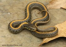 Santa Cruz Garter Snake_2585.jpg