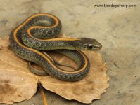 Santa Cruz Garter Snake_2597.jpg