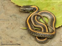 Santa Cruz Garter Snake_2590.jpg