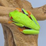 RedEyeTreeFrog.jpg