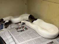 pied from female for sale.jpg