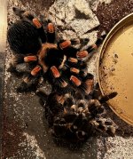 B. hamorii (F); 6 inch DLS; molt date 4-19-24.jpg