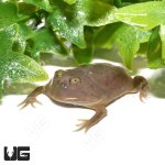 ug_baby_budgetts_frog_3.jpg