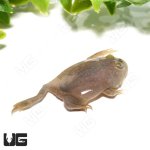 ug_baby_budgetts_frog_2.jpg