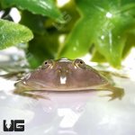 ug_baby_budgetts_frog_1.jpg