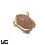 ug_baby_budgetts_frog_4.jpg