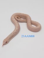 APC_0087.jpg