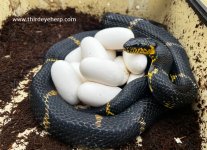 04 Russian Rat Snake_8940.jpg