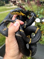 10 Russian Rat Snake_4367.jpg