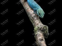 IMG_8079.jpeg