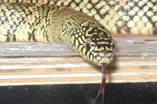 Brooksi male (hi-yello) 7 (fix)3.jpg