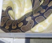 Albino hets from06, Van houten female x Kolwitz albino male 017.jpg