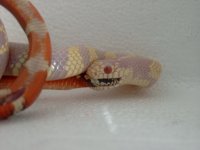 albino cali eat'n dead nelson's 5.JPG