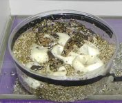 Albino hets from06, Van houten female x Kolwitz albino male 009.jpg