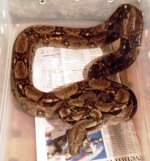 snakes2 016.jpg