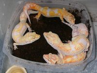 Albinos 01.JPG