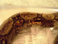 snakes2 011.jpg