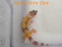 supahypegex42406.JPG