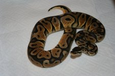 Pastel Male 003.jpg