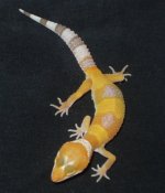 tang albino.jpg
