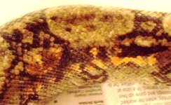 snakes2 011.jpg
