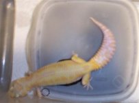 RERSFgravid (Small).jpg