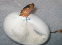 20080218hatch1.jpg
