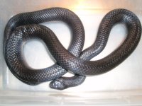 IndigoSnake062608 019.jpg