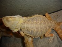 Beardie Female After Shed.JPG