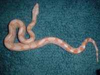 albino female 1.jpg