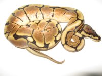 2006 male spider.JPG