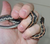 Thramnophis_cyrtopsis_ocellatus.jpg