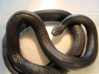 IndigoSnake062608 014.jpg