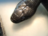 IndigoSnake062608 016.jpg