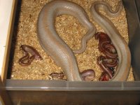 hypo felipe 2005.jpg