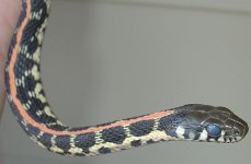 Thramnophis_cyrtopsis_ocellatus2.jpg