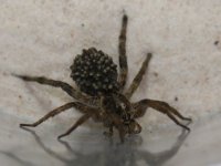 Spider1.jpg