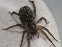 Spider2.jpg