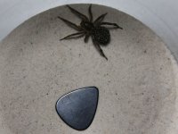 Spider3.jpg