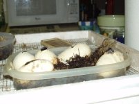 pipping couperi(4).jpg