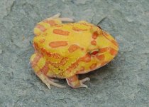 1 A Froggy 018_edited-1.jpg