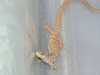 reptiles 104.jpg