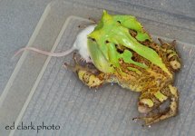 1 A Cornutas Feeding 004_edited-2.jpg