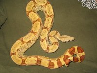 DH sunglow-pastel fems 002.jpg