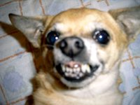 meanchi.jpg