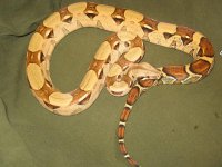 DH sunglow-pastel fems 007.jpg