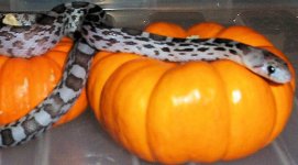 Ghost-Pumpkin.jpg
