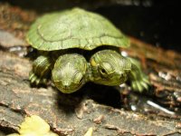 2 headed small.JPG