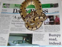 snake2.jpg