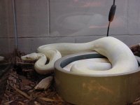 Albino.JPG